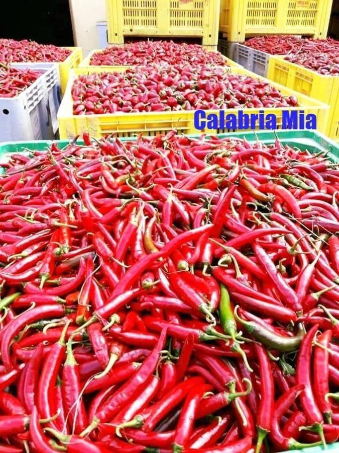 فاليرنا B&B Calabria Mare المظهر الخارجي الصورة